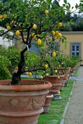 Potted-lemon-trees-Villa-Medici-di-Castello-Tuscany-Italy